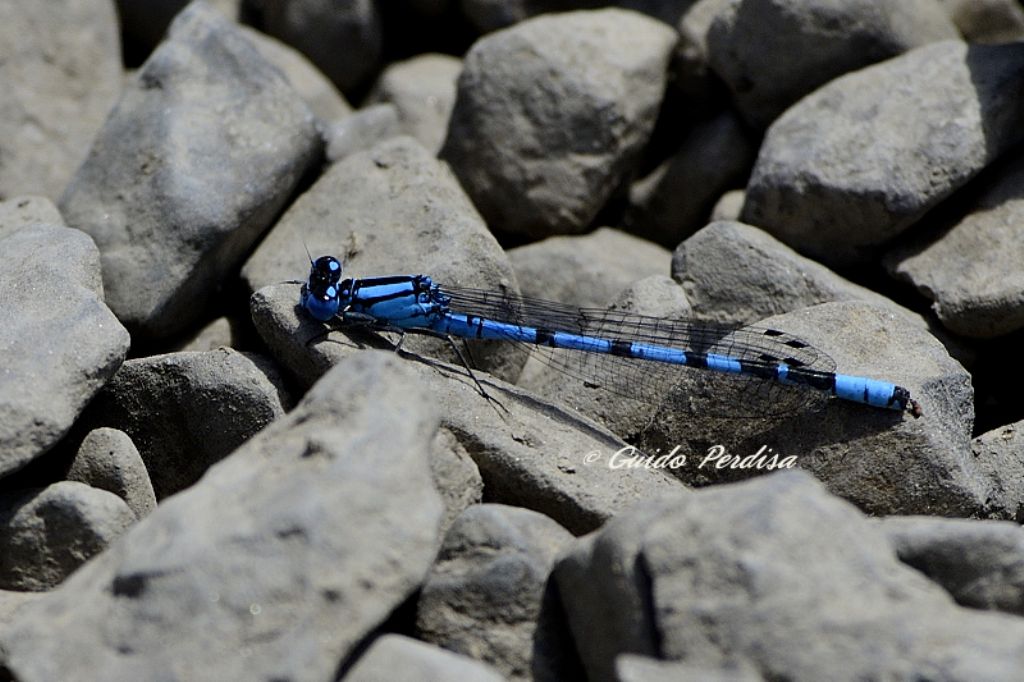 ID Odonata: Enallagma cyathigerum